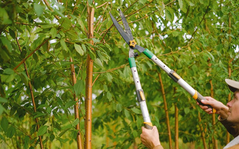Tree trimming in Creve Coeur, IL